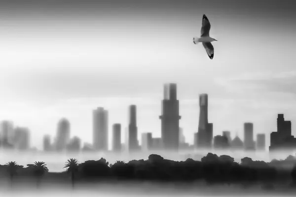 Seagull Over Misty City by Angelika Vogel
