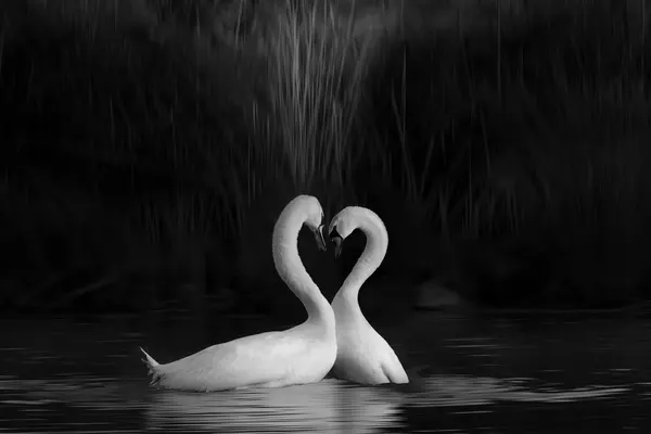 Loving Swans Embrace by DonnaHom APA