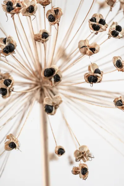 Delicate Allium Seed Pods by Pictufy Studio III