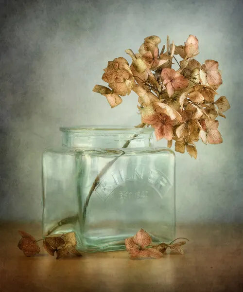 Hydrangea by Mandy Disher