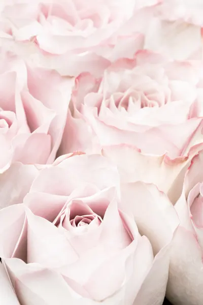 Soft Pink Roses by Pictufy Studio III