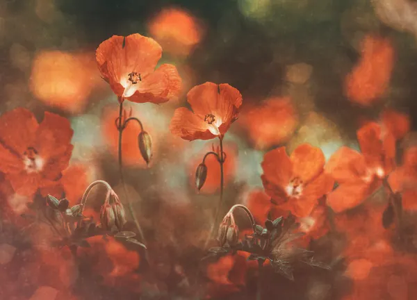 Soft Orange Poppies by Nikki Georgieva V E G A N I K