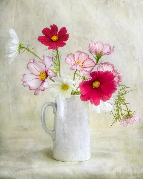 Cosmos carnival by Mandy Disher