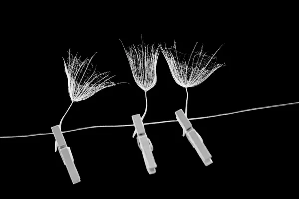 Power of three by Ileana Bosogea-Tudor
