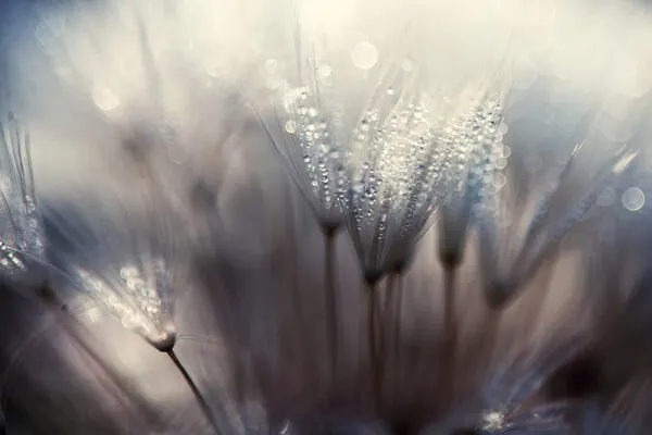 Dewy Dandelion Seeds by Thomas Dam