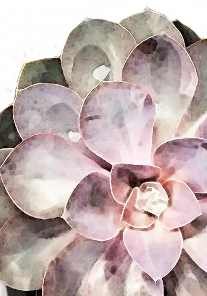 Watercolor Succulent Bloom by Pictufy Studio II