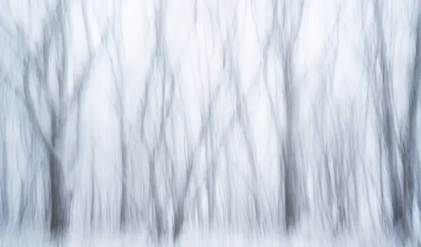 Serene Blurred Forest by Masaki Sugita