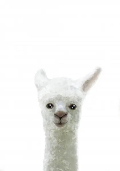Sweet Baby Alpaca by Pictufy Studio II