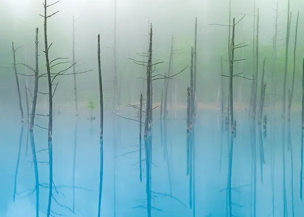 Misty Blue Lake Trees by Hidenori Sono