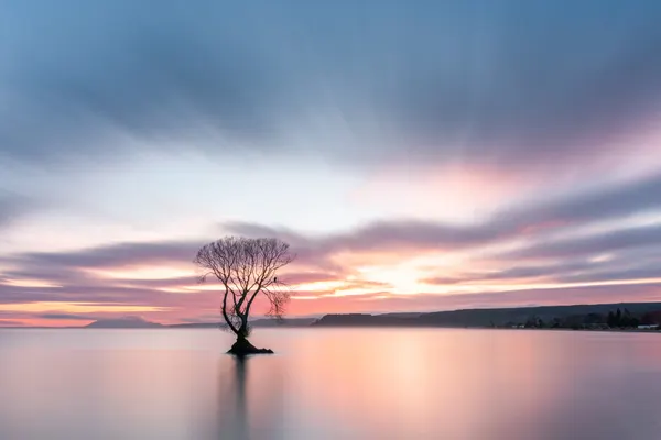Wanaka Lone Tree Sunset by Jana Luo