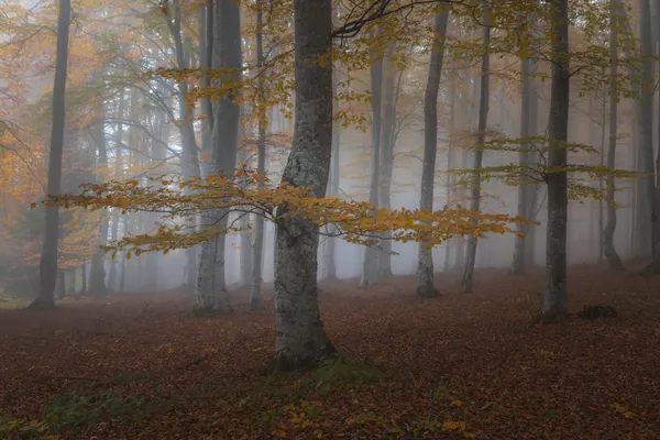Misty Autumn Forest by Alexandru Ionut Coman