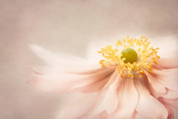 Soft Pink Bloom by Monique Delaet