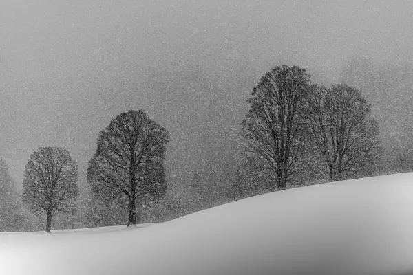 Falling Snow Trees by Andy Dauer