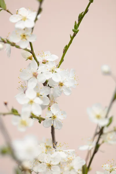 Delicate Cherry Blossoms by Pictufy Studio III