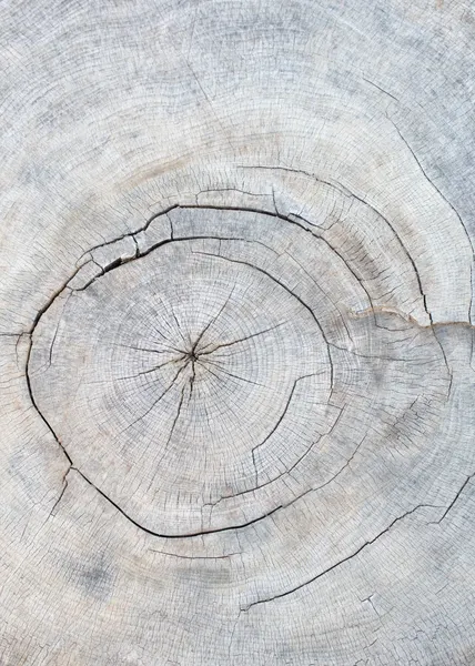 Weathered Tree Rings by Pictufy Studio III