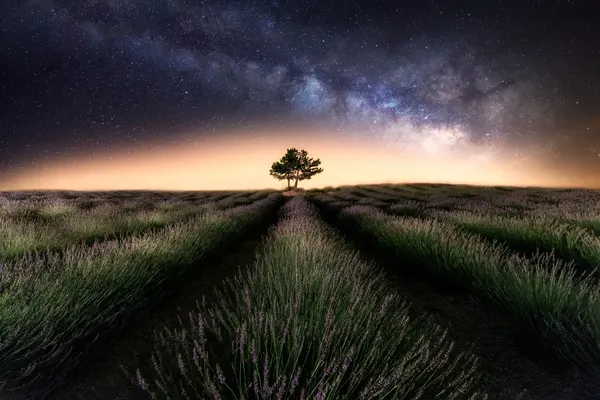 Starry Lavender Night by Iván Ferrero