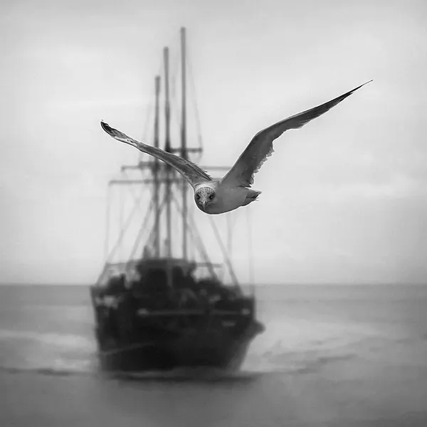 Flying Gull Dark Ship by Ileana Bosogea-Tudor