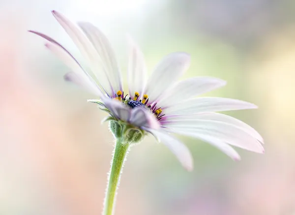 Cape Daisy by Mandy Disher