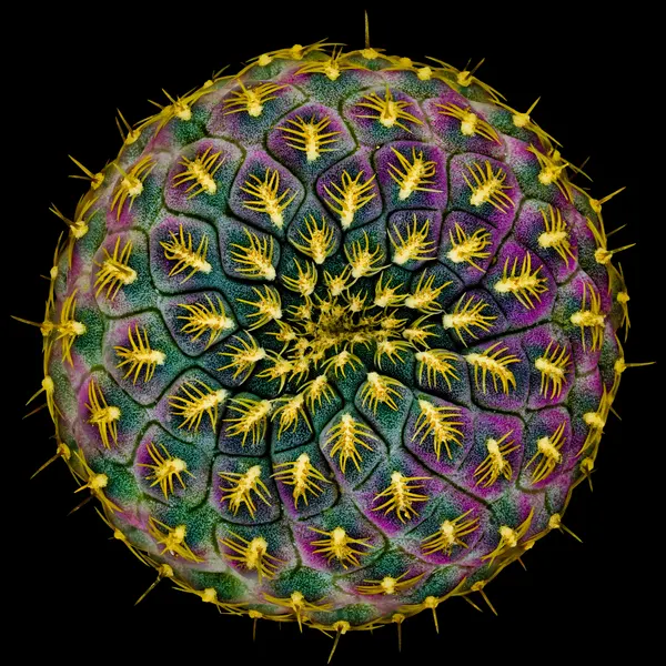 Vibrant Cactus Pattern by Victor Mozqueda
