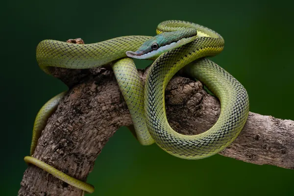 Elegant Green Tree Snake by Ajar Setiadi