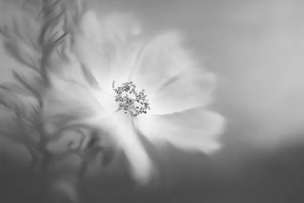 Soft Floral Glow by Lynn Grant