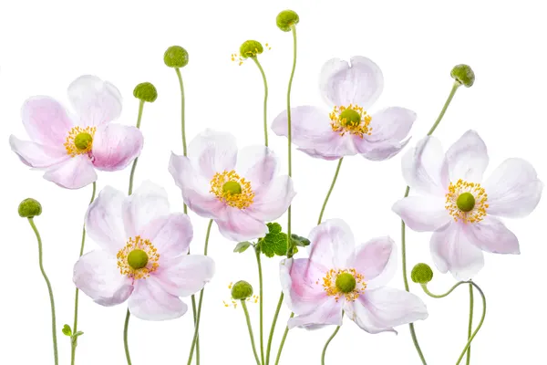 Japanese Anemones by Mandy Disher