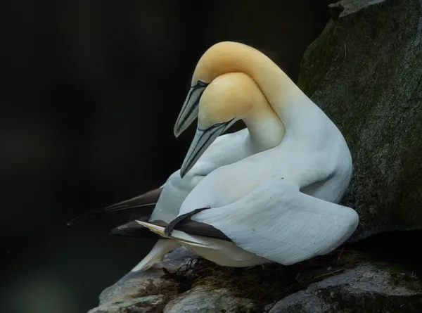 Gannet Pair Embrace by Cheng Chang