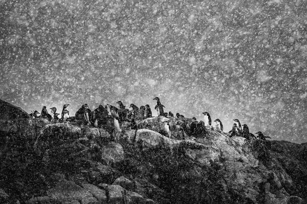 Penguins in Snowstorm by Michel Groleau