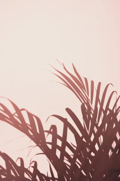 Tropical Palm Shadows by Pictufy Studio III