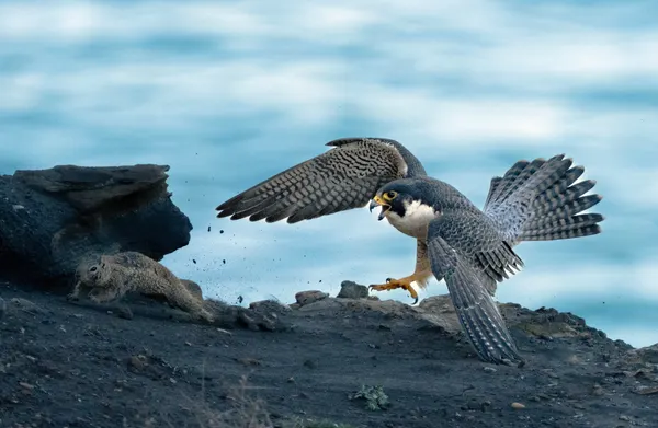 Peregrine Falcon Attack by Mei Shi