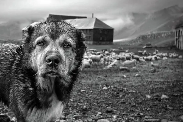 Watchful Mountain Dog by Eyal Bussiba