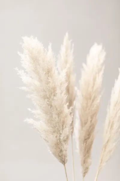 Soft Pampas Plumes by Pictufy Studio III