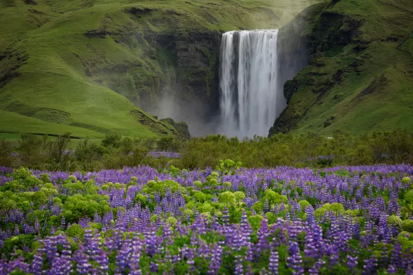 Misty Waterfall Purple Flowers by Lazar Ioan Ovidiu