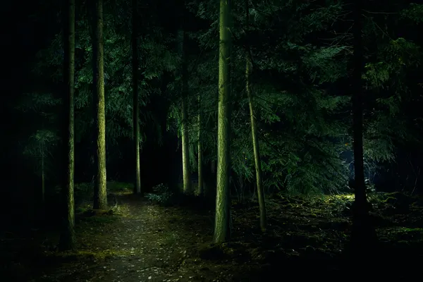 Dark Woodland Path by Liesbeth van Asselt