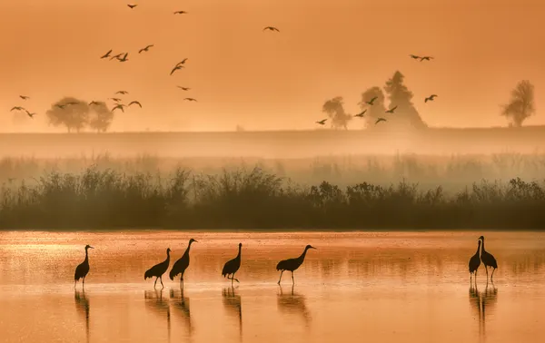 Misty Morning Cranes by ANNA AN