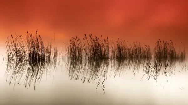 Misty Reeds Reflection by Rui David