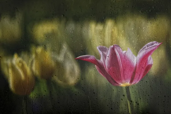 Pink Tulip Through Rain by Ricky Siegers