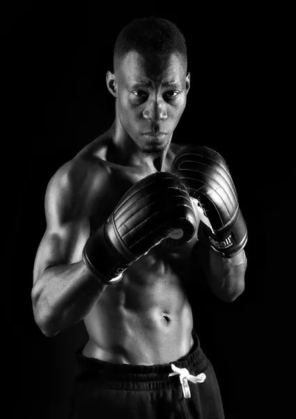 Intense Boxer by Jørgen Wicklow