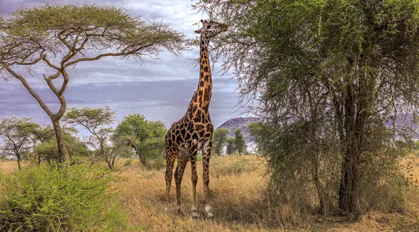 African Savanna Giraffe by Jois Domont ( J.L.G.)