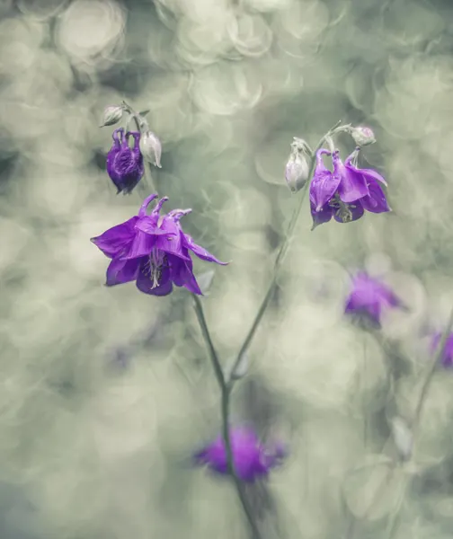 Dreamy Purple Flowers by Elisabeth van Helden