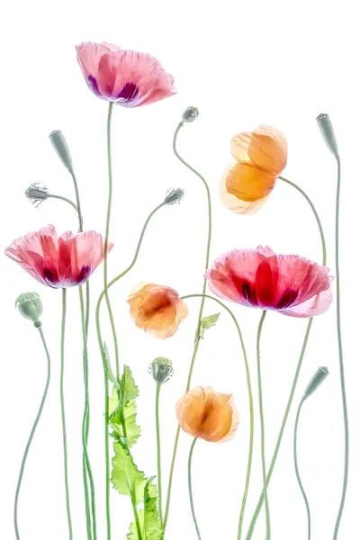 Poppies by Mandy Disher