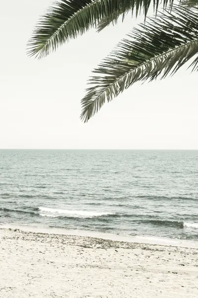 Ocean Palms Beach by Pictufy Studio III