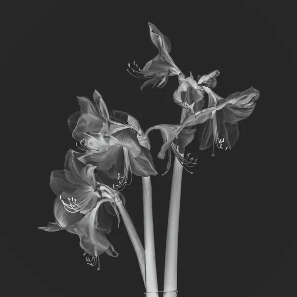 Ethereal Amaryllis Blooms by Fred Louwen