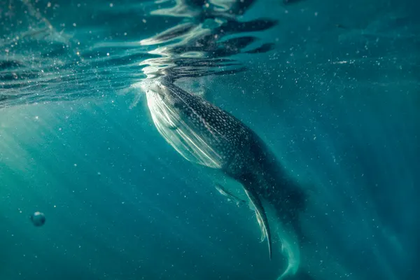 Whale Shark Sunlight Swim by Ido Meirovich