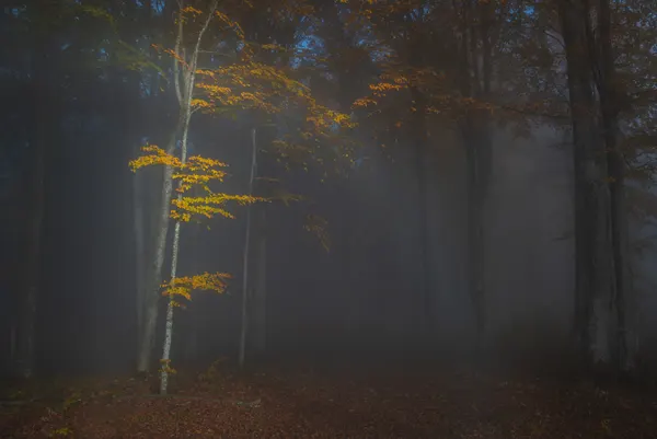 Misty Autumn Forest by Alexandru Ionut Coman