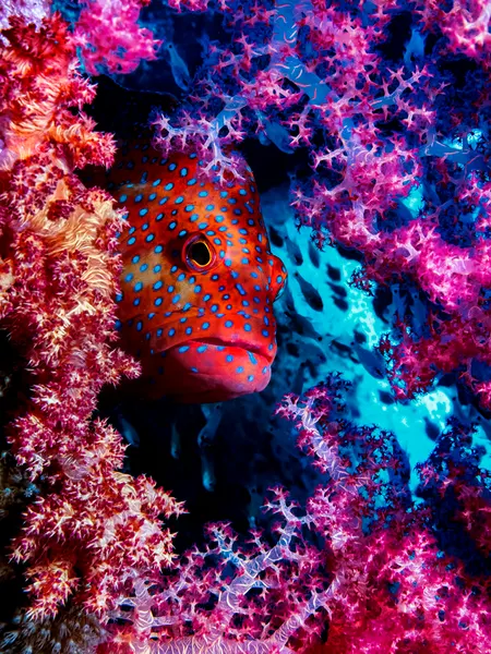 Vibrant Coral Fish by Dani Barchana