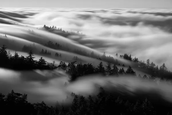 Flowing Forest Fog by Johnny Zhang