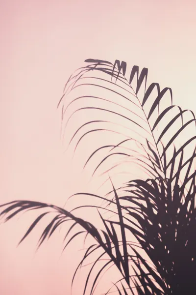 Blush Palm Shadows by Pictufy Studio III