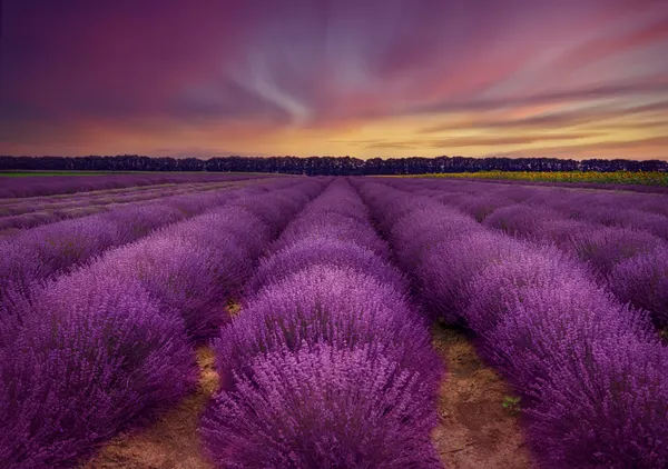 Lavender Fields Twilight by Nikki Georgieva V E G A N I K