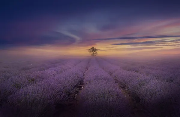 Misty Lavender Sunrise by Nikki Georgieva V E G A N I K